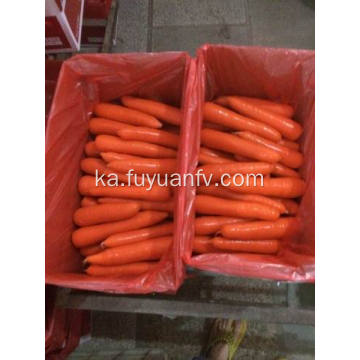 ახალი Carrot L ზომა